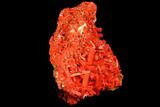 Bright Orange Crocoite Crystal Cluster - Tasmania #129102-3